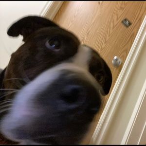 Meet your Posher, Henry